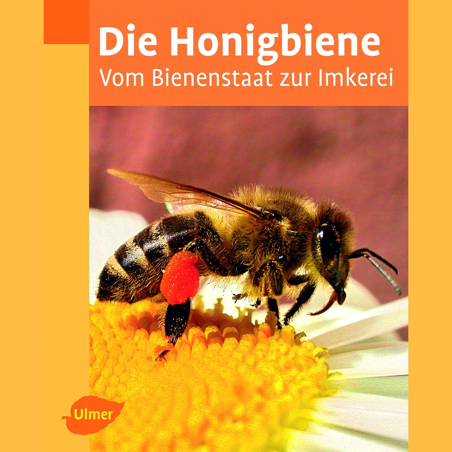 Die Honigbiene: Vom Bienenstaat zur Imkerei