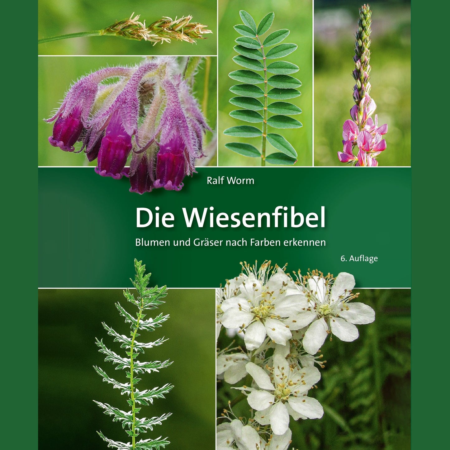 Die Wiesenfibel