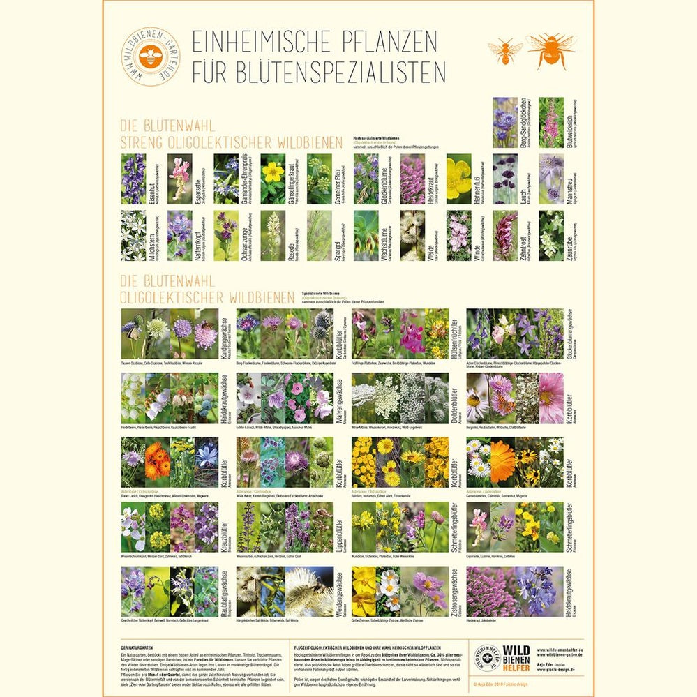 Plakat "Einheimische Pflanzen für Blütenspezialisten"