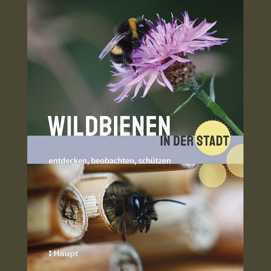 Wildbienen in der Stadt