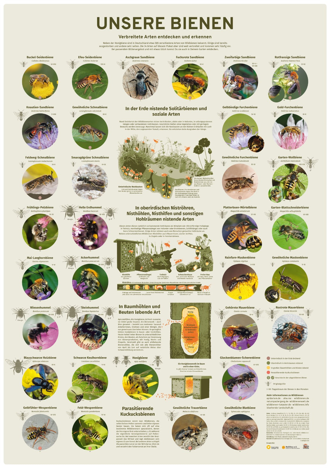 Plakat "Unsere Bienen"