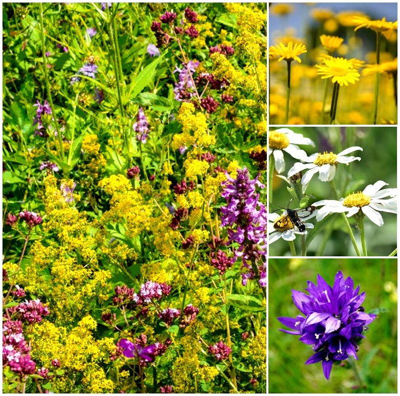 Staudenpaket "Heimische Wildpflanzen für Bienen I" für Süddeutschland
