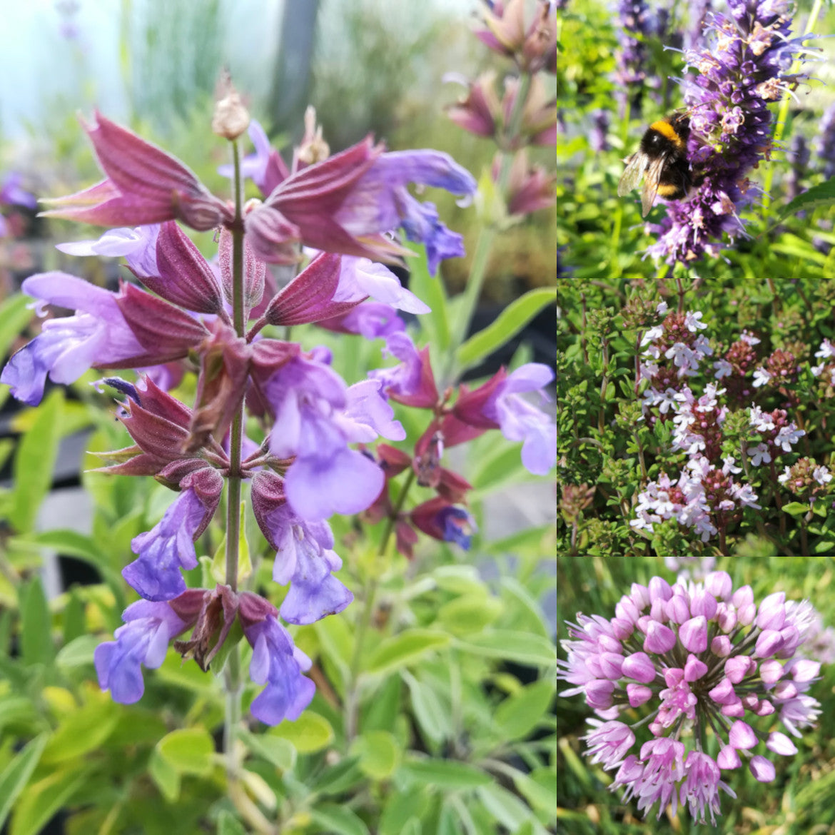 Staudenpaket "Bienenfreundiche Küchenkräuter"