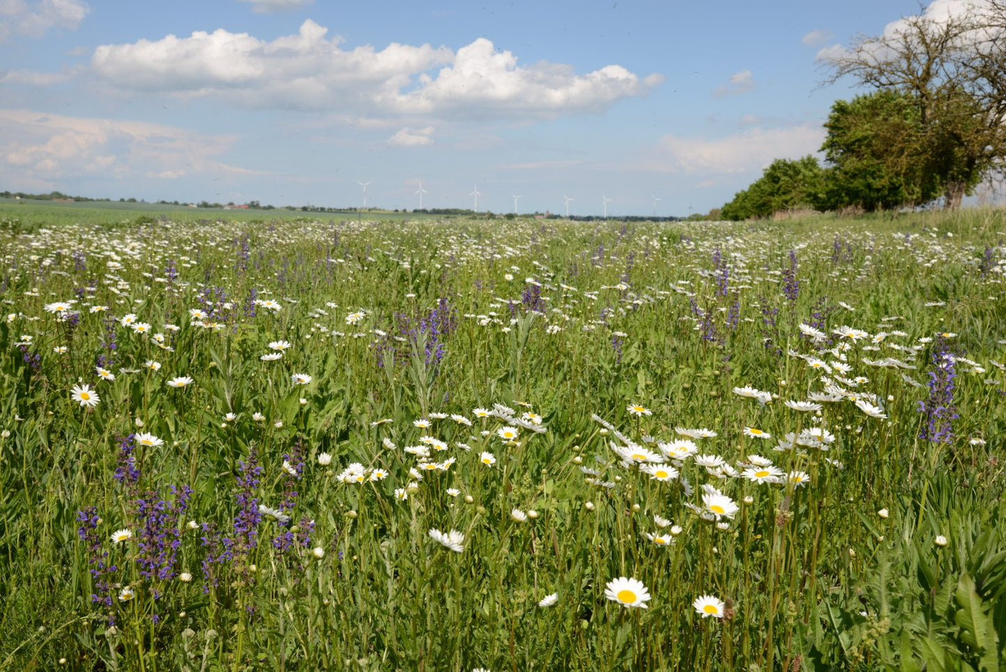 Frühjahrsansaat »Blühende Landschaft«, 100 m²
