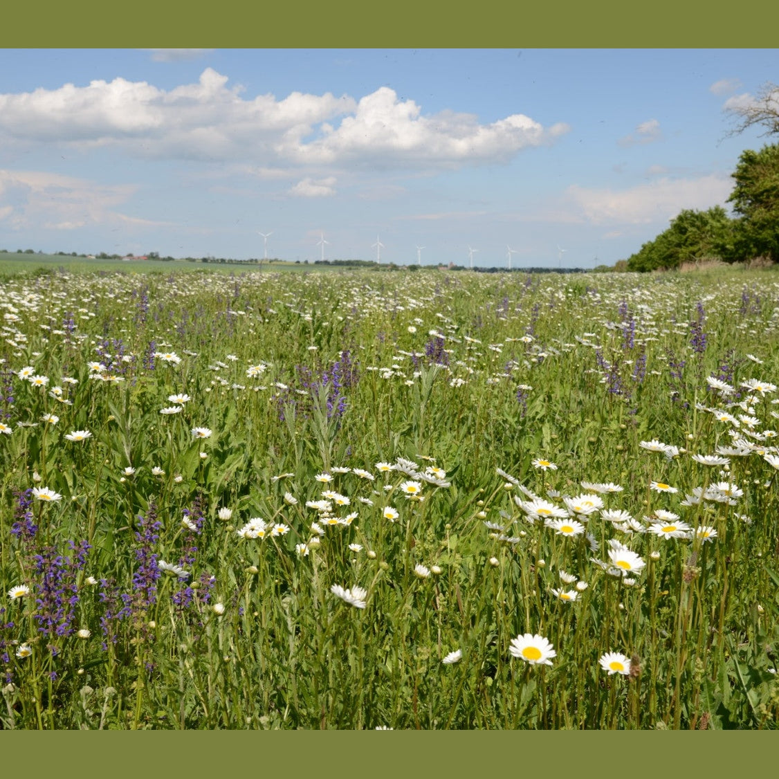 Frühjahrsansaat »Blühende Landschaft«, 10 m²