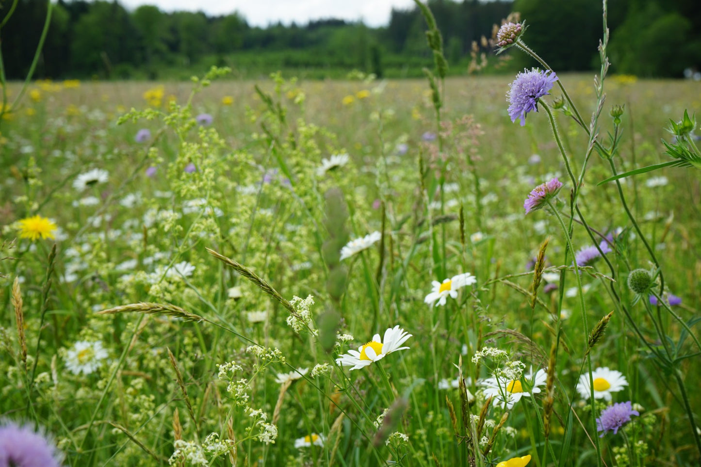 Frühjahrsansaat »Blühende Landschaft«, 100 m²