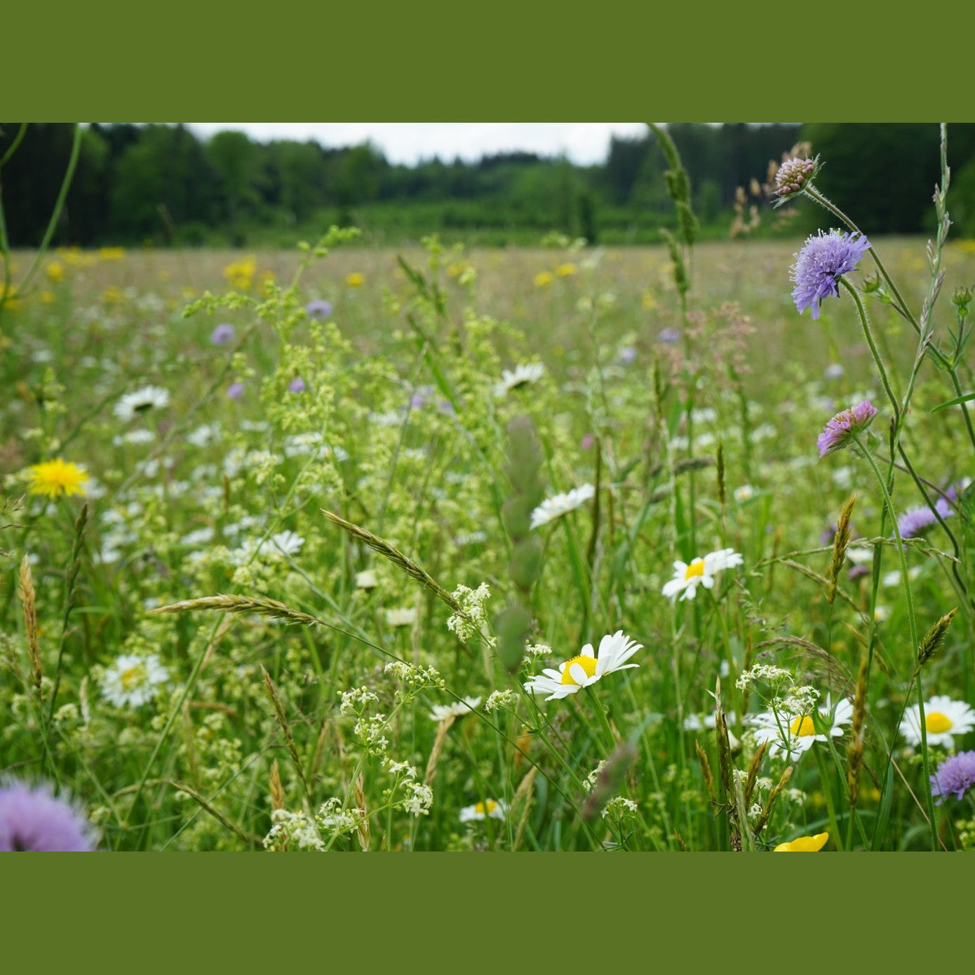 Frühjahrsansaat »Blühende Landschaft«, 100 m²