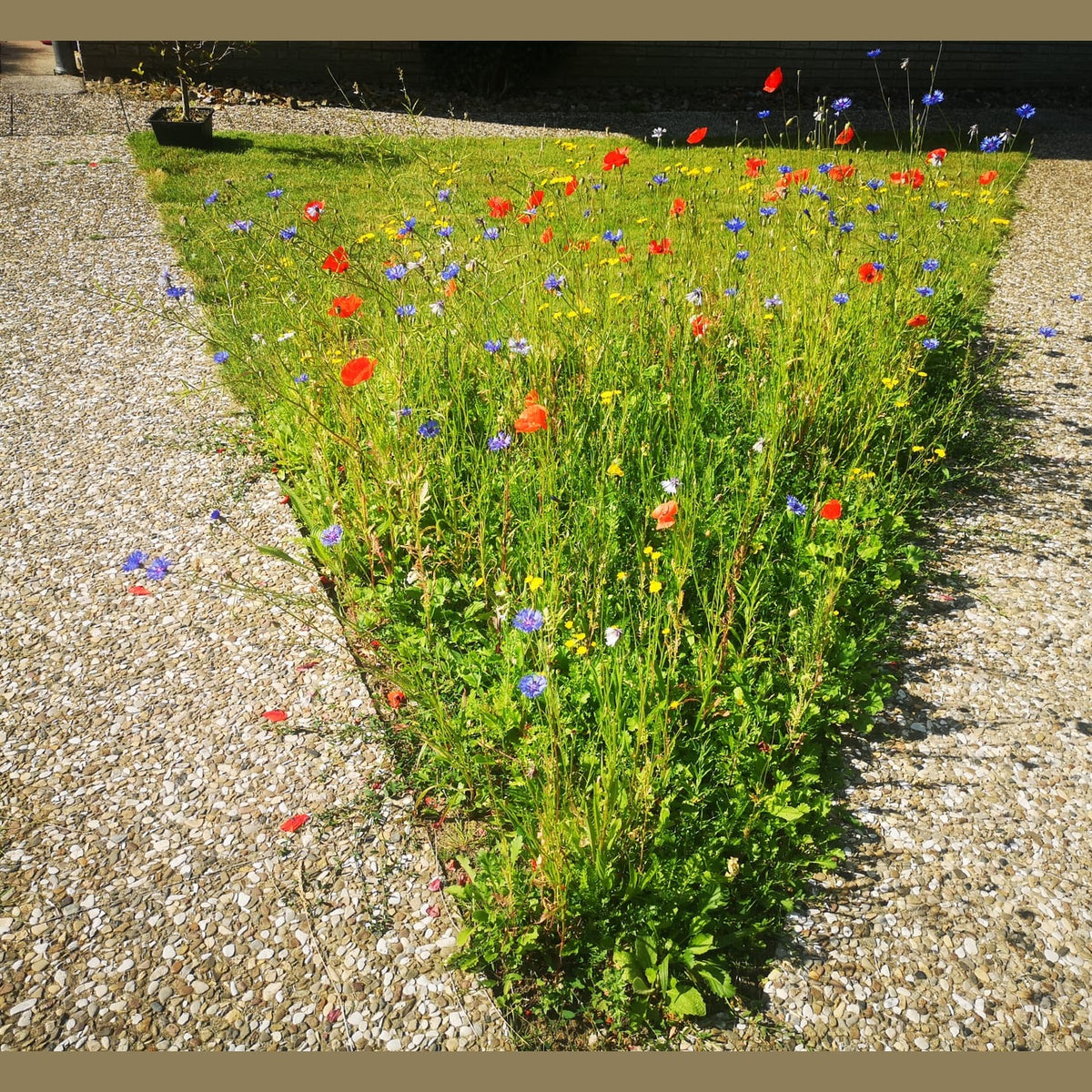 Garten Summerland