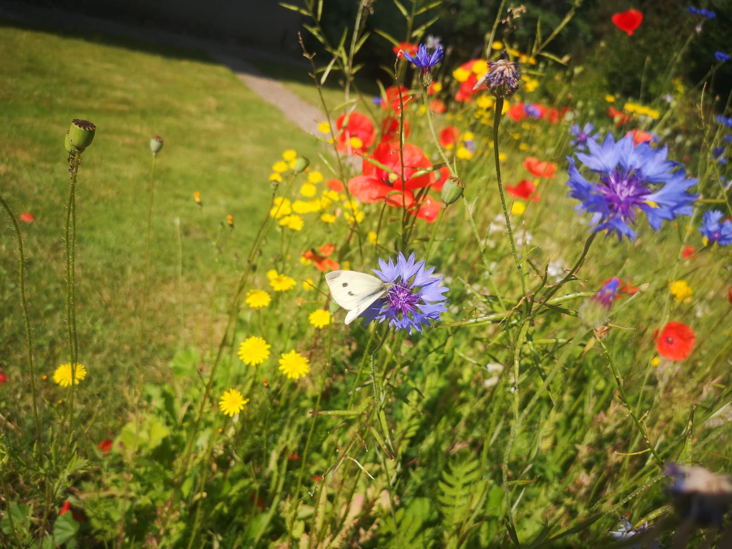Garten Summerland