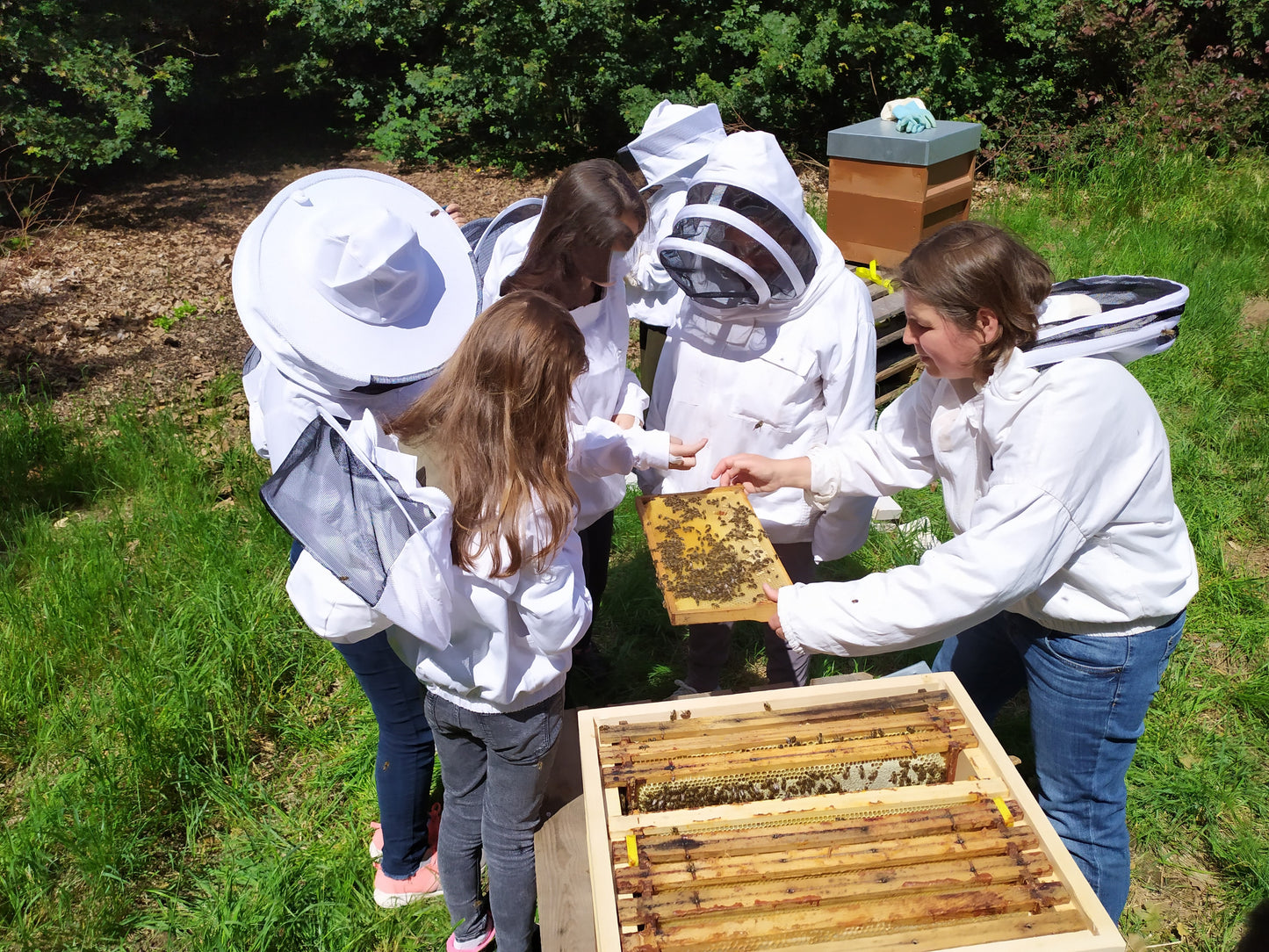 Teilnahmegebühr zum Imkerkurs "Mit den Bienen durchs Jahr" (Saarland/Saarlouis)