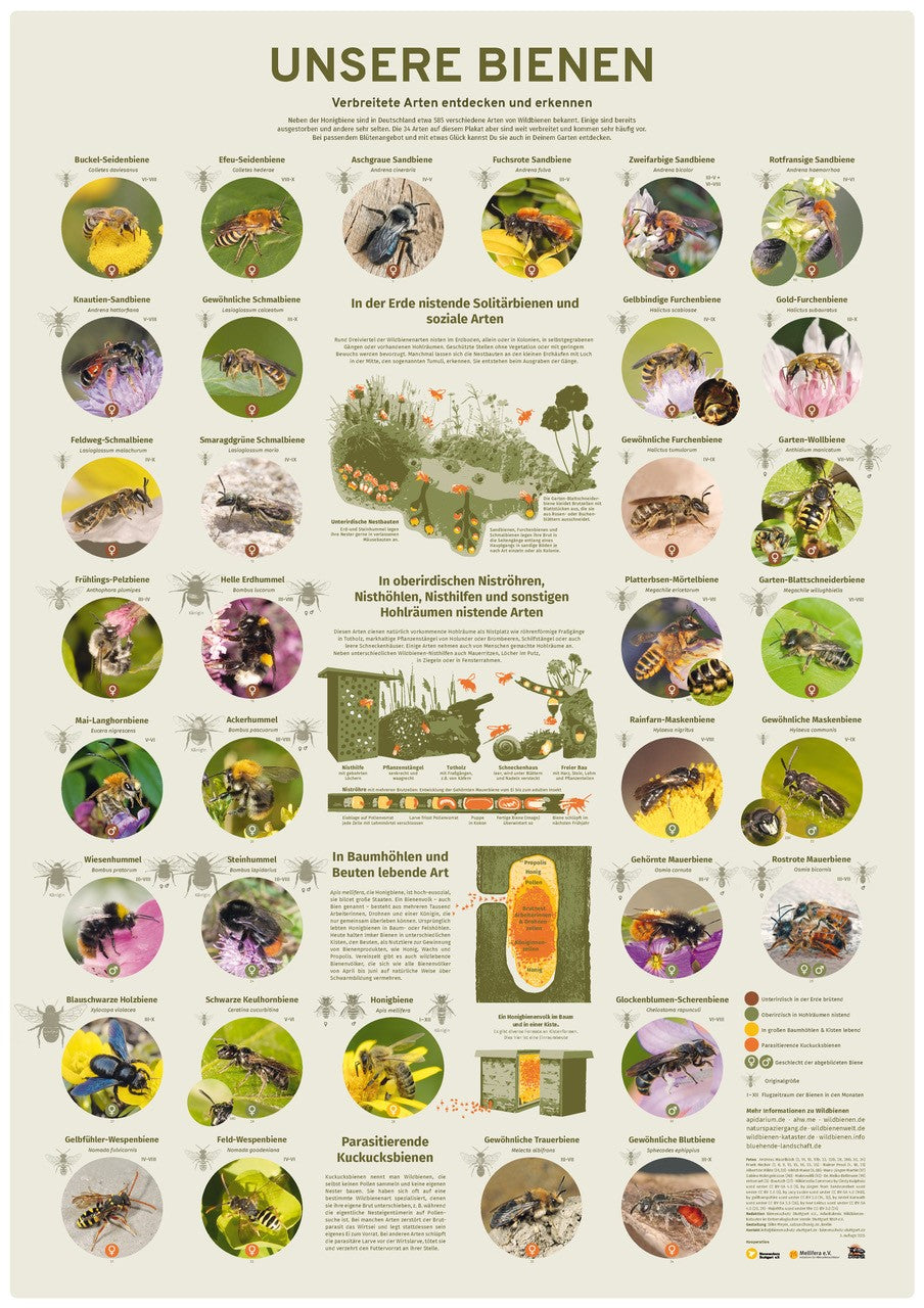 Plakat "Unsere Bienen" ab November wieder lieferbar
