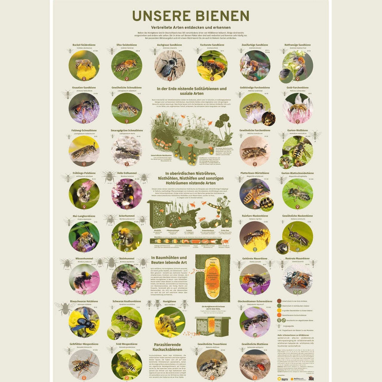 Plakat "Unsere Bienen"