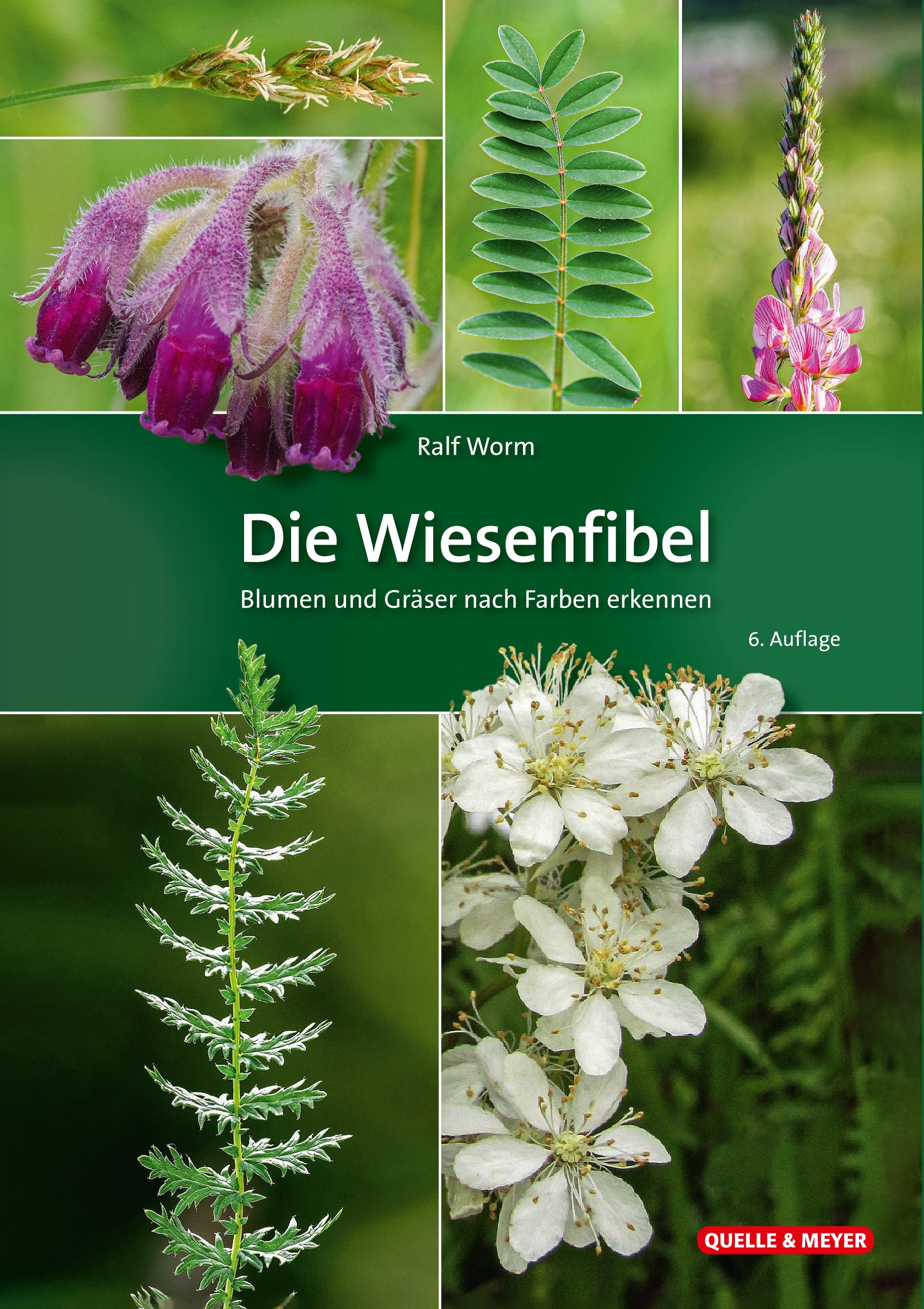 Die Wiesenfibel