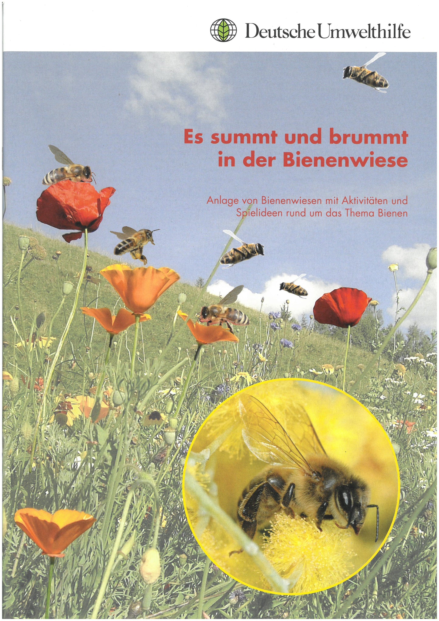 Es summt und brummt in der Bienenwiese