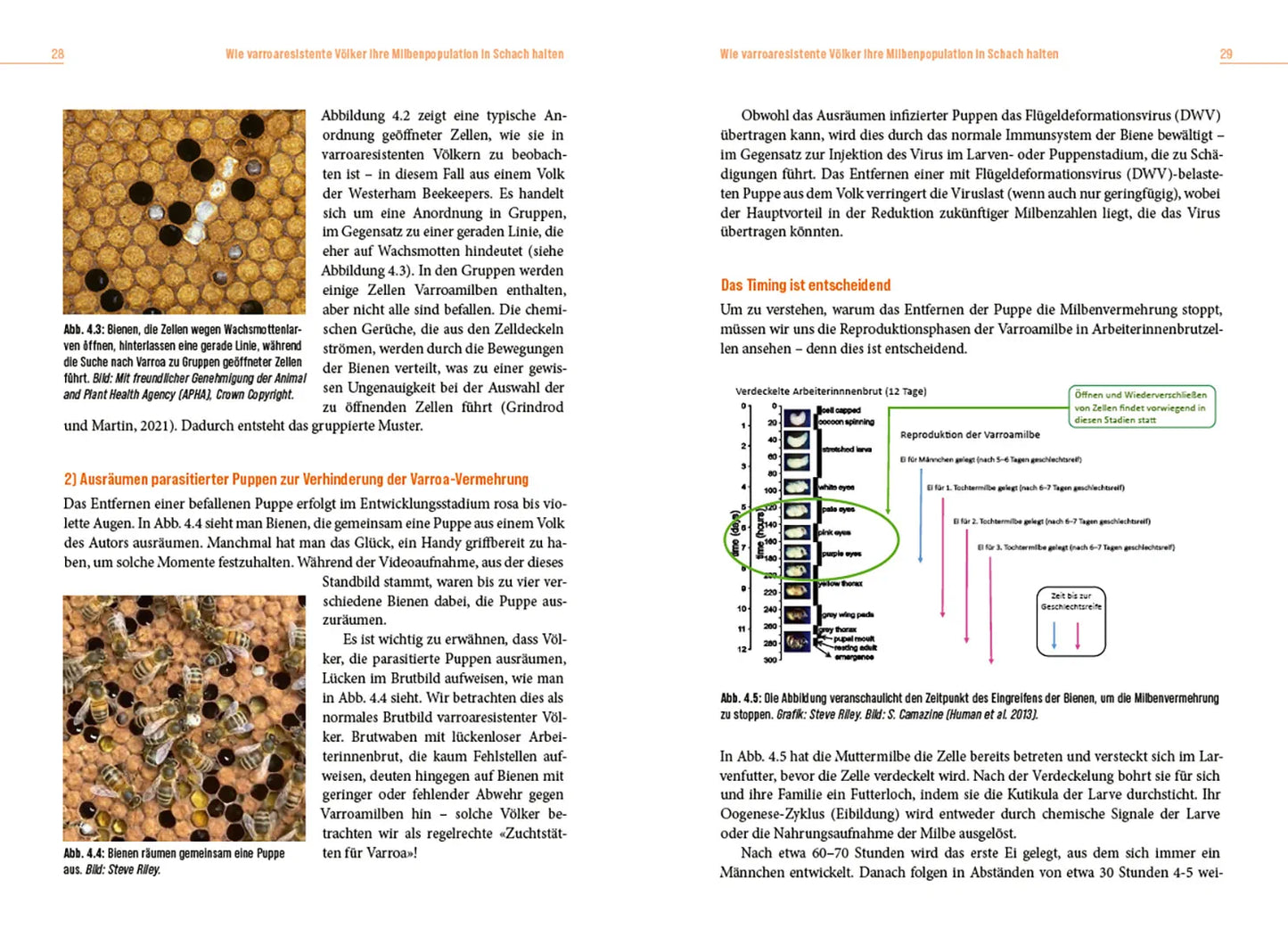 Die Lösung der Honigbiene für das Varroa-Problem