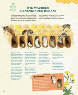 Bienen Wilde Helfer der Natur