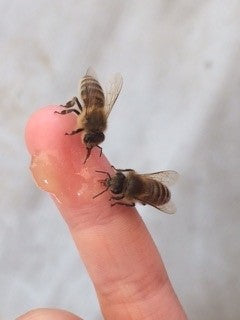 Teilnahmegebühr zum Imkerkurs "Mit den Bienen durchs Jahr" (Frankfurt)