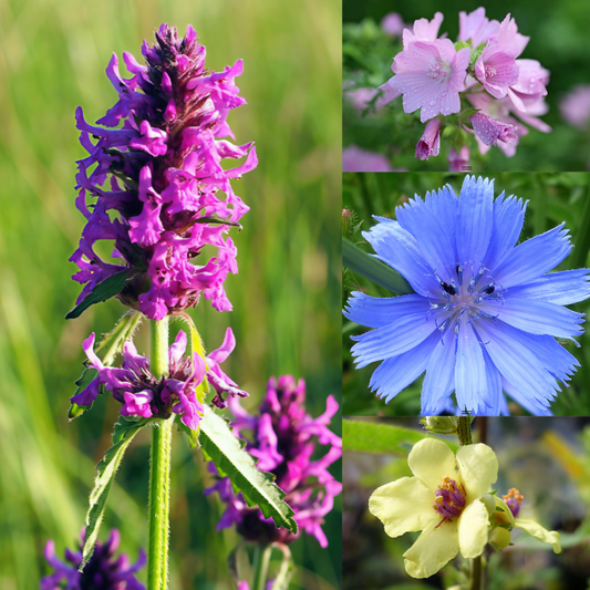 Staudenpaket "Bunt und wild im Naturgarten"
