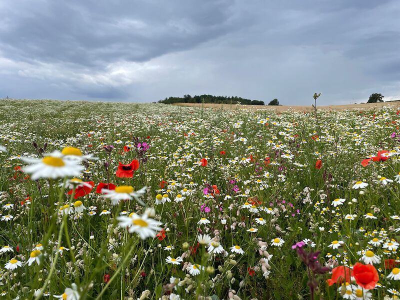 Spätsommeransaat  »Blühende Landschaft«, 100 m²