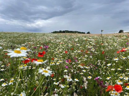 Spätsommeransaat  »Blühende Landschaft«, 100 m²