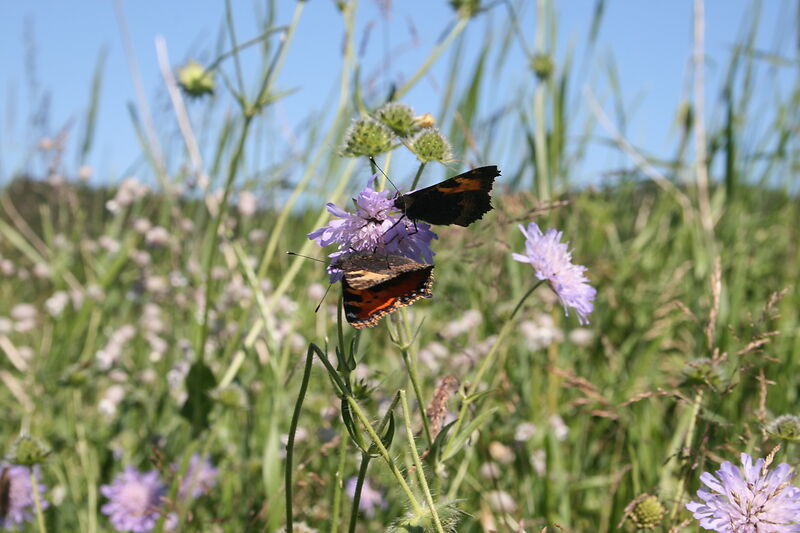 Spätsommeransaat  »Blühende Landschaft«, 100 m²