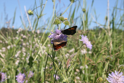 Spätsommeransaat  »Blühende Landschaft«, 100 m²
