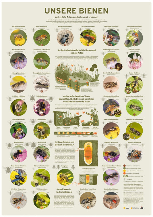 Plakat "Unsere Bienen"